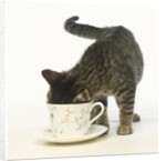 Kitten Exploring Teacup by Anonymous