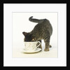 Kitten Exploring Teacup by Anonymous