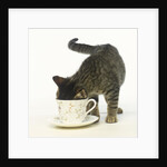 Kitten Exploring Teacup by Anonymous