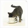 Kitten Exploring Teacup by Anonymous