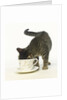 Kitten Exploring Teacup by Anonymous