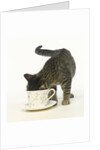 Kitten Exploring Teacup by Anonymous