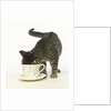 Kitten Exploring Teacup by Anonymous