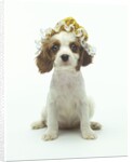 Cavalier King Charles Spaniel Puppy Wearing Bonnet by Corbis