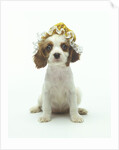 Cavalier King Charles Spaniel Puppy Wearing Bonnet by Corbis