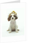 Cavalier King Charles Spaniel Puppy Wearing Bonnet by Corbis