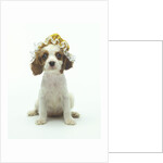 Cavalier King Charles Spaniel Puppy Wearing Bonnet by Corbis