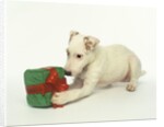 Puppy Playing with Gift-Shaped Dog Toy by Anonymous