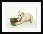 Puppy Playing with Gift-Shaped Dog Toy by Anonymous