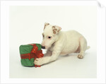 Puppy Playing with Gift-Shaped Dog Toy by Anonymous