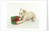 Puppy Playing with Gift-Shaped Dog Toy by Anonymous