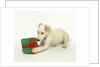 Puppy Playing with Gift-Shaped Dog Toy by Anonymous