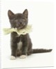 Kitten Wearing Lace Collar by Anonymous