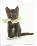 Kitten Wearing Lace Collar by Anonymous