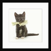 Kitten Wearing Lace Collar by Anonymous