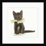 Kitten Wearing Lace Collar by Anonymous