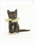 Kitten Wearing Lace Collar by Anonymous