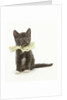 Kitten Wearing Lace Collar by Anonymous