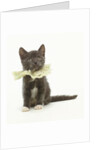 Kitten Wearing Lace Collar by Anonymous