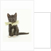 Kitten Wearing Lace Collar by Anonymous
