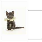 Kitten Wearing Lace Collar by Anonymous