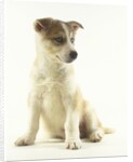 Siberian Husky Puppy by Anonymous