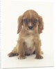 Cavalier King Charles Spaniel Puppy by Anonymous