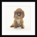 Cavalier King Charles Spaniel Puppy by Anonymous
