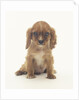 Cavalier King Charles Spaniel Puppy by Anonymous