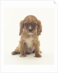 Cavalier King Charles Spaniel Puppy by Anonymous