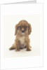 Cavalier King Charles Spaniel Puppy by Anonymous
