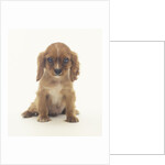 Cavalier King Charles Spaniel Puppy by Anonymous