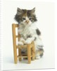 Ragdoll Kitten with Toy Chair by Anonymous