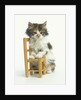 Ragdoll Kitten with Toy Chair by Anonymous