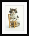 Ragdoll Kitten with Toy Chair by Anonymous