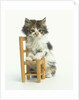 Ragdoll Kitten with Toy Chair by Anonymous