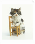 Ragdoll Kitten with Toy Chair by Anonymous
