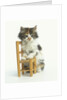 Ragdoll Kitten with Toy Chair by Anonymous