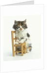 Ragdoll Kitten with Toy Chair by Anonymous