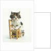 Ragdoll Kitten with Toy Chair by Anonymous