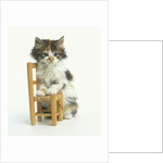Ragdoll Kitten with Toy Chair by Anonymous
