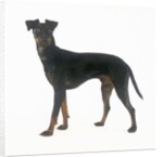 Manchester Terrier by Anonymous