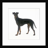 Manchester Terrier by Anonymous