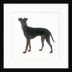 Manchester Terrier by Anonymous