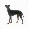 Manchester Terrier by Anonymous