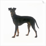 Manchester Terrier by Anonymous