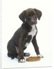 Mixed-Breed Puppy Sitting by Collar by Anonymous