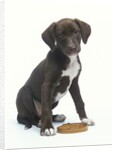 Mixed-Breed Puppy Sitting by Collar by Anonymous