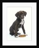 Mixed-Breed Puppy Sitting by Collar by Anonymous