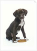 Mixed-Breed Puppy Sitting by Collar by Anonymous